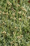Alpine Pussytoes