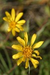 Howell's Goldenweed blossoms detail