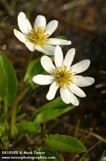 White Marsh Marigolds