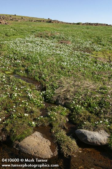 White Marsh Marigolds in wet alpine meadow