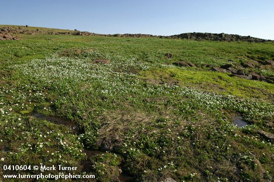 White Marsh Marigolds in wet alpine meadow