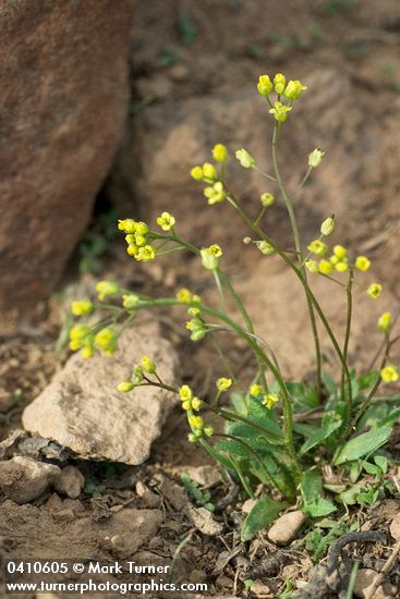 Slender Draba