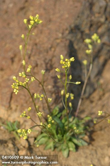 Slender Draba
