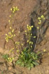 Slender Draba