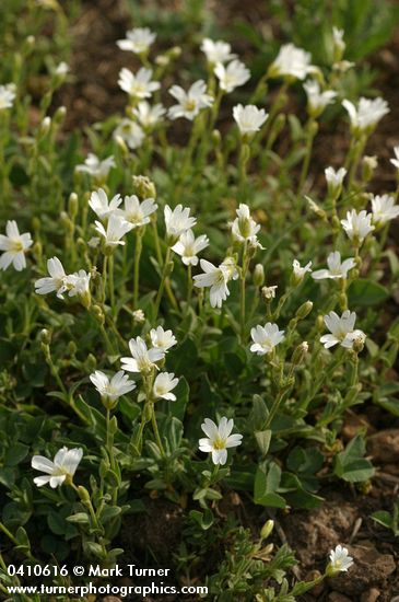 Bering Chickweed