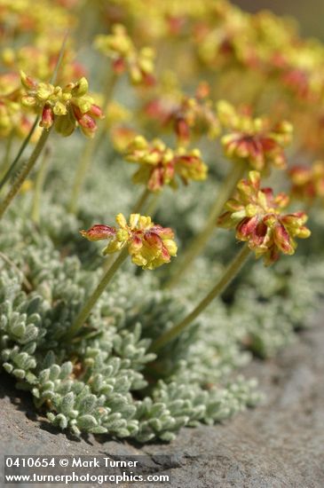 Mat Buckwheat blossoms & foliage detail
