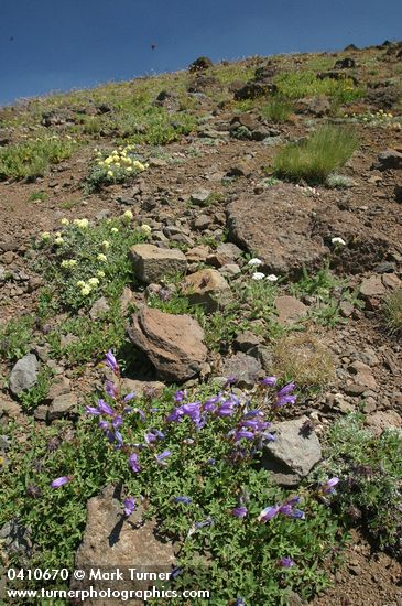 Steens Mountain Penstemon w/ Cushion Buckwheat on talus slope