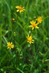 Alpine Meadow Butterweed