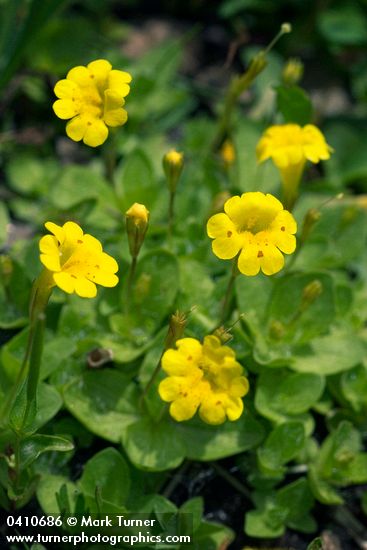 Primrose Monkey Flowers