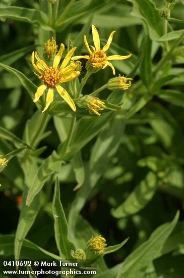 Seep-spring Arnica blossoms & foliage detail