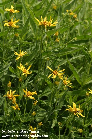 Seep-spring Arnica blossoms & foliage