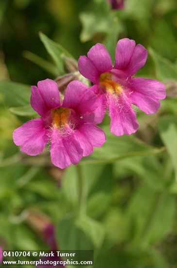 Lewis's Monkey Flower blossoms detail