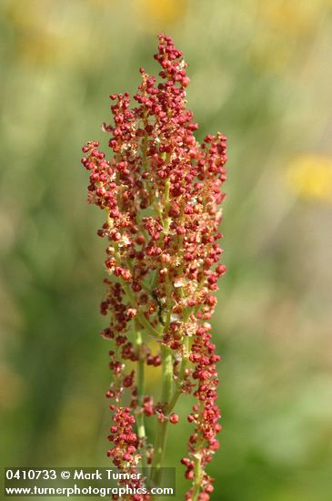 Mountain Sorrel blossoms