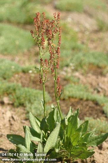 Mountain Sorrel