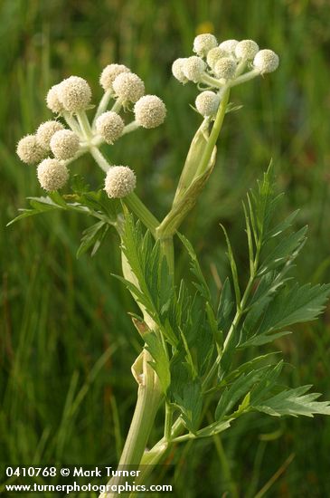 Rangers Buttons blossoms & foliage detail