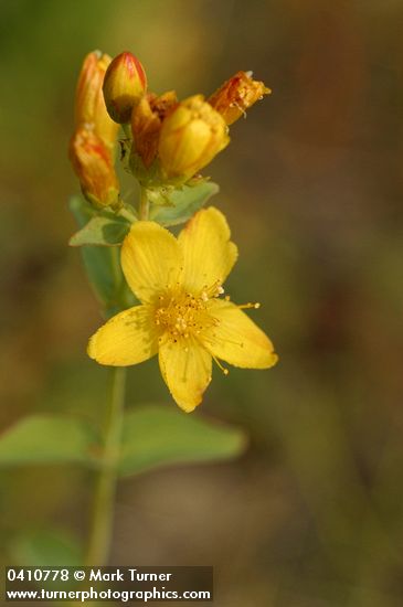 Western St. John's Wort blossom detail