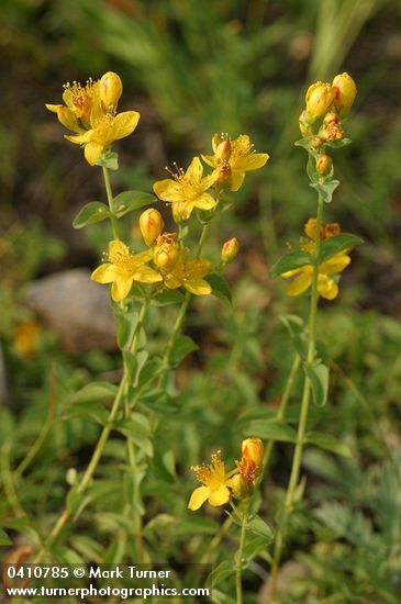 Western St. John's Wort
