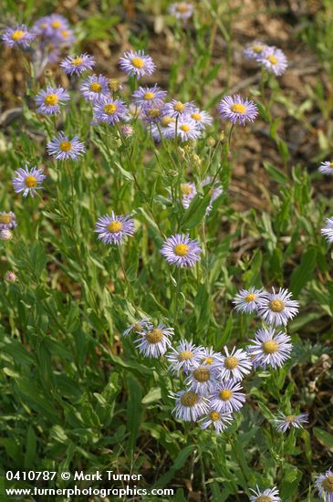 Showy Fleabane