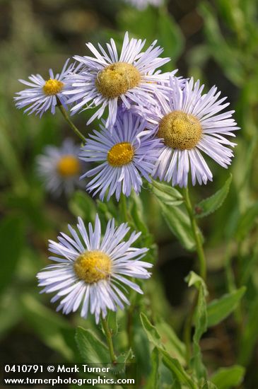 Showy Fleabane blossoms detail