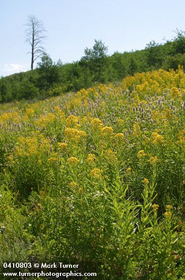 Tall Butterweed, backlit w/ Nettleleaf Horsemint
