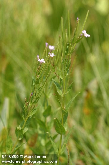 Common Willowherb