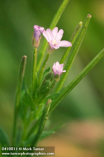 Common Willowherb blossoms & immature fruit detail