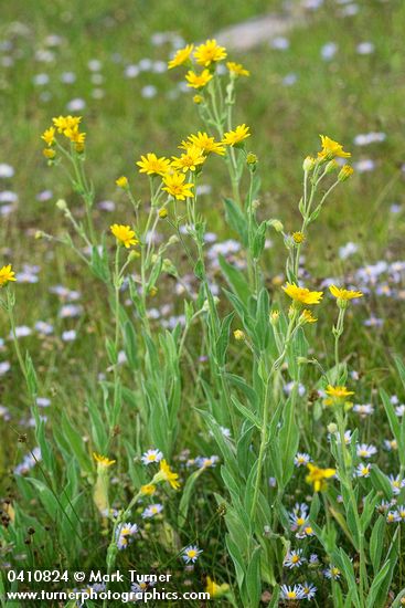 Meadow Arnica