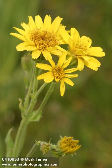Meadow Arnica blossoms detail