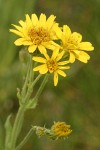 Meadow Arnica blossoms detail