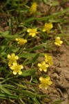 Creeping Buttercup