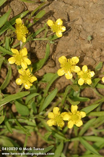 Creeping Buttercup blossoms & foliage detail