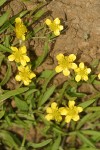Creeping Buttercup blossoms & foliage detail