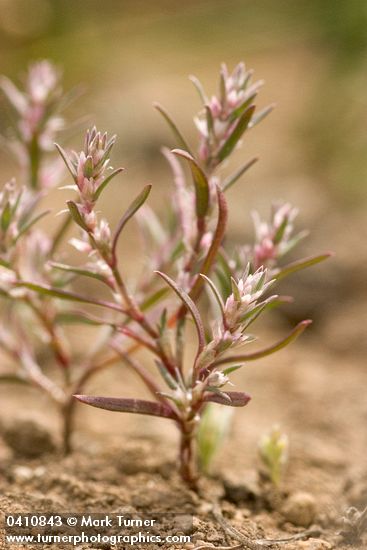 White-margined Knotweed