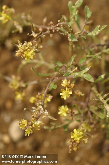 Western Yellowcress