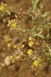 Western Yellowcress