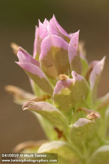Copeland's Owl Clover bracts & blossoms detail