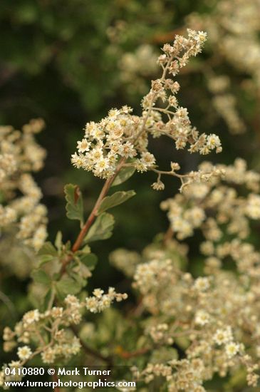Oceanspray blossoms