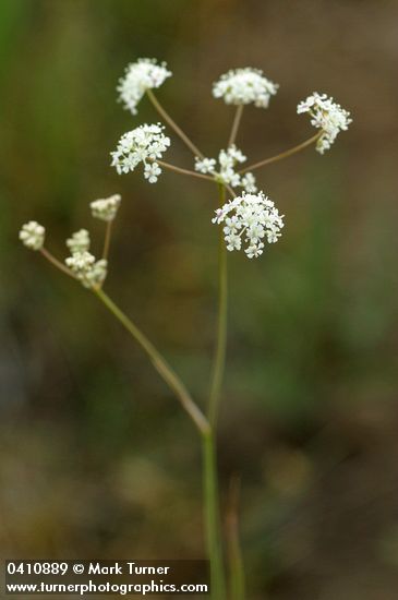 Gairdner's Yampah blossoms detail