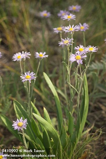 Foothill Daisies