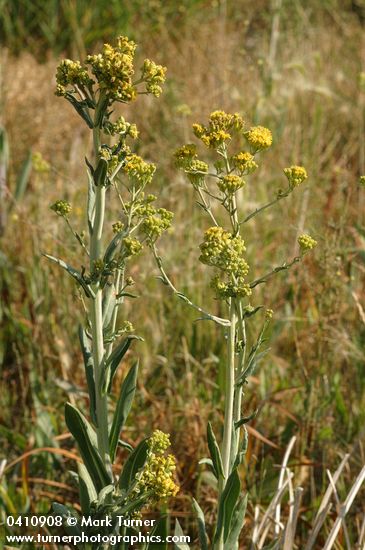 Great Swamp Groundsel