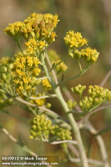 Great Swamp Groundsel blossoms