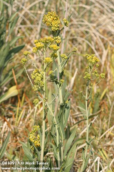 Great Swamp Groundsel