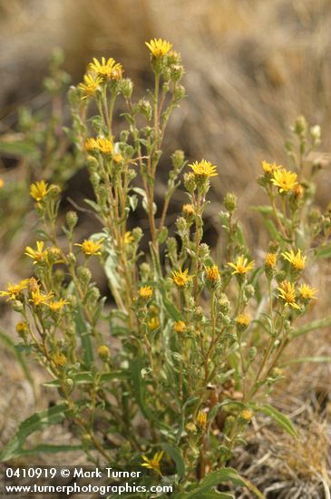 Lance-leaved Goldenweed