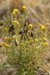 Lance-leaved Goldenweed