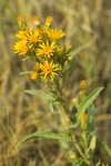 Lance-leaved Goldenweed blossoms & foliage