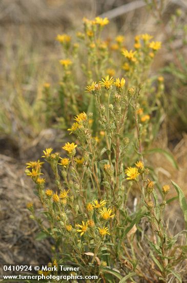 Lance-leaved Goldenweed