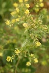 Blunt-leaved Yellowcress blossoms & foliage