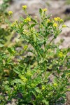 Blunt-leaved Yellowcress