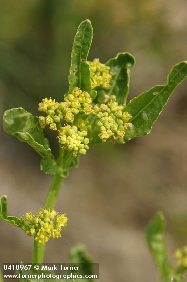 Blunt-leaved Yellowcress blossoms detail