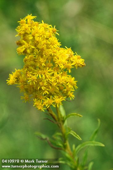 Missouri Goldenrod blossoms & foliage